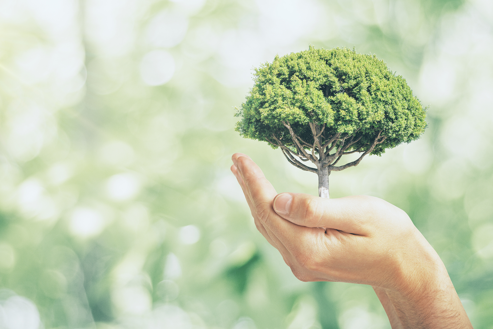 How Your Business Can Go Greener